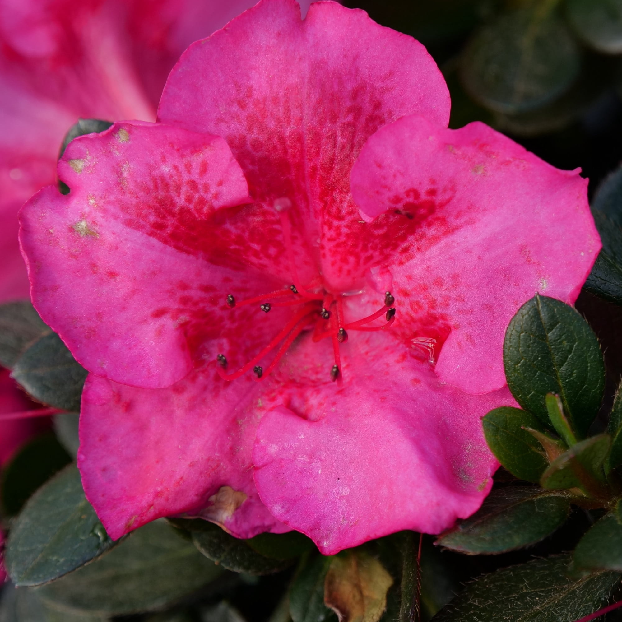 Proven Winners ColorChoice 5" Perfecto Mundo Epic Pink Reblooming Azalea Live Plant in 4.5" Pot (4 Count)
