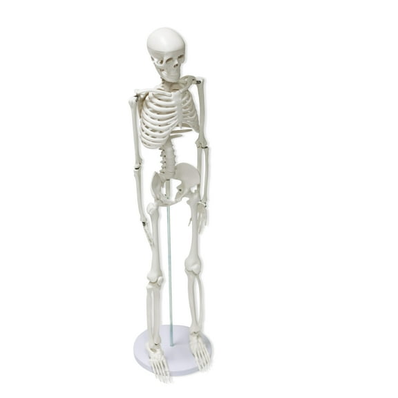 34 in Human Skeleton Model Half Size with Movable & Removable Parts