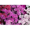 thumbnail image 3 of Sweet William Dianthus Mix Flower Seeds, 1000 Flower Seeds Per Packet, Dianthus barbatus, 3 of 8