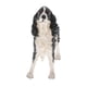 thumbnail image 1 of de animal de plástico realista, modelo de simulación, elegante Zulema Juguete de figura animal, 1 of 8