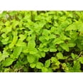 thumbnail image 3 of Spearmint Seeds/ Perennial/ Full Sun/12500 Seeds 1 Gram/ Zellajake Farm and Garden - B320, 3 of 5
