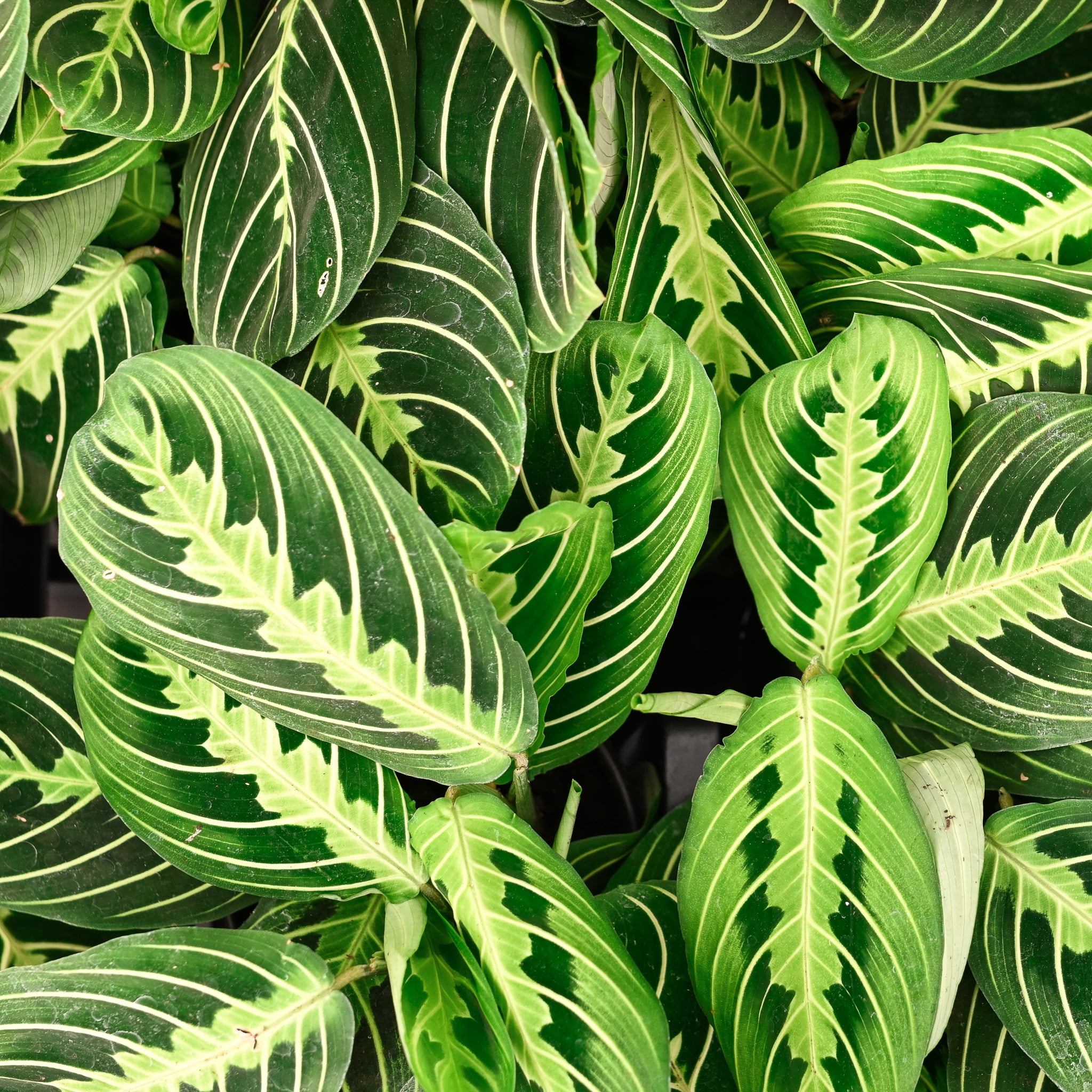 Live Lemon Lime Prayer Plant - 4" Eco Pot - Natural