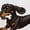 Dark Green [Halloween Costumes for Women Deals] [Halloween Sweaters for Women Clearance Sales], variant on WEIWEN Dog Mama Sweatshirt for Women Funny Skeleton Chasing Dachshund Print Crewneck Long Sleeve Halloween Outfits for Women Going Out Tops Fall Sweaters Women's Clothing S