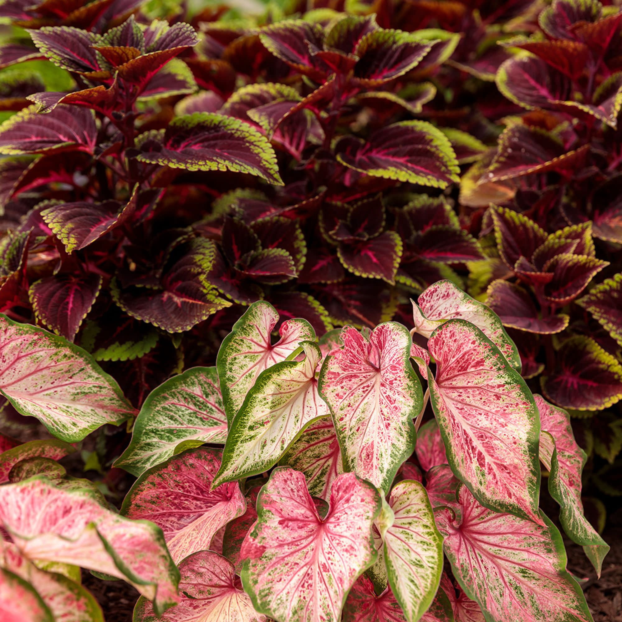 Proven Winners 4" ColorBlaze Torchlight Coleus Live Plant in 4.25" Pot (4 Count)