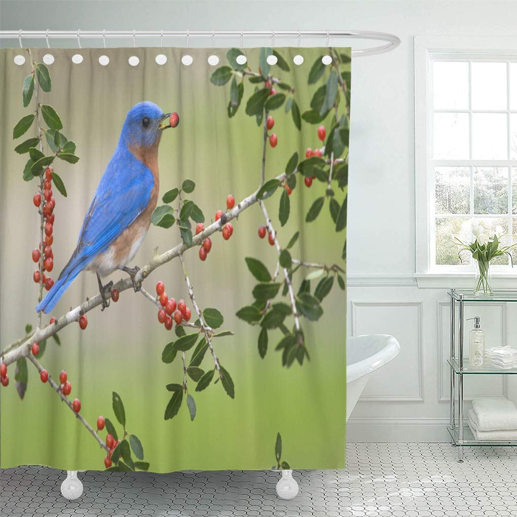 SUTTOM Nature Avian Eastern Bluebird Sialia Sialis Houston Texas Bird