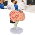 4D Anatomical Brain Assembled Model Clear Structure Vinyl Simulation ...