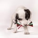thumbnail image 2 of Juguete para mascotas de 8 Uds., regalo de Navidad para mascotas, limpieza de dientes molares para perros, juguete para perros con cuerda de algodón Sincero Electrónica, 2 of 5