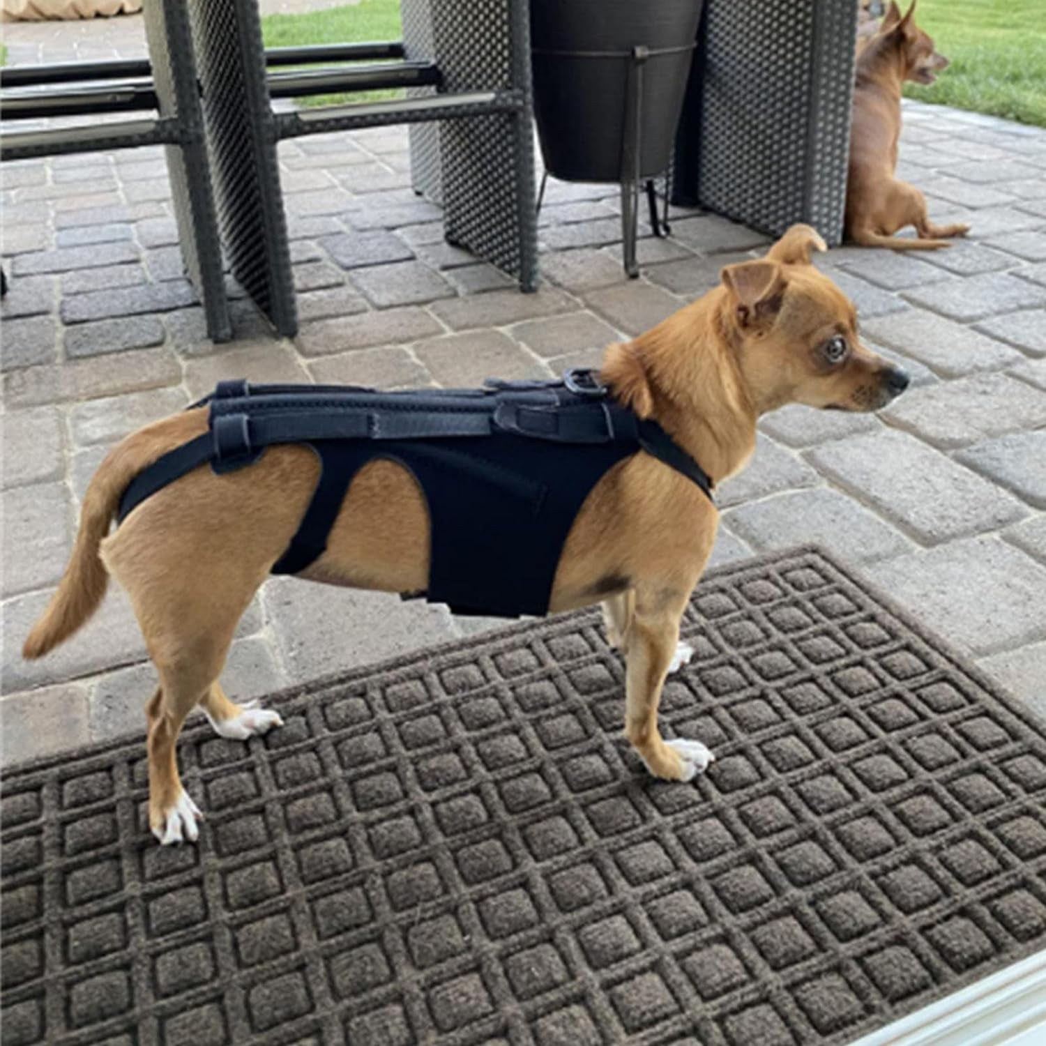 Dog back brace for slipped disc discount