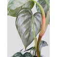 thumbnail image 4 of Bumble Plants Philodendron Brandtianum Silver Leaf - Full Live Colorful Houseplant in Nursery Pot, Easy Care, Indoor Plant for Beginners, 4 of 6