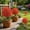 Red, variant on Artificial Flowers with Ground Spikes for Outdoor - UV-Resistant Fake Plants, No Fade Faux Plants for Porch, Garden, Yard & Patio Decor