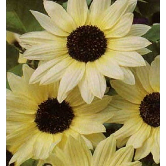 50 VANILLA ICE SUNFLOWER Two Tone Light Yellow Helianthus Annuus Flower Seeds