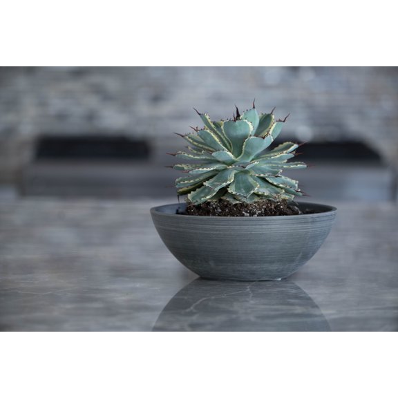 Valencia 10 In. Round Textured Charcoal Polystone Bowl Planter (2-Pack)