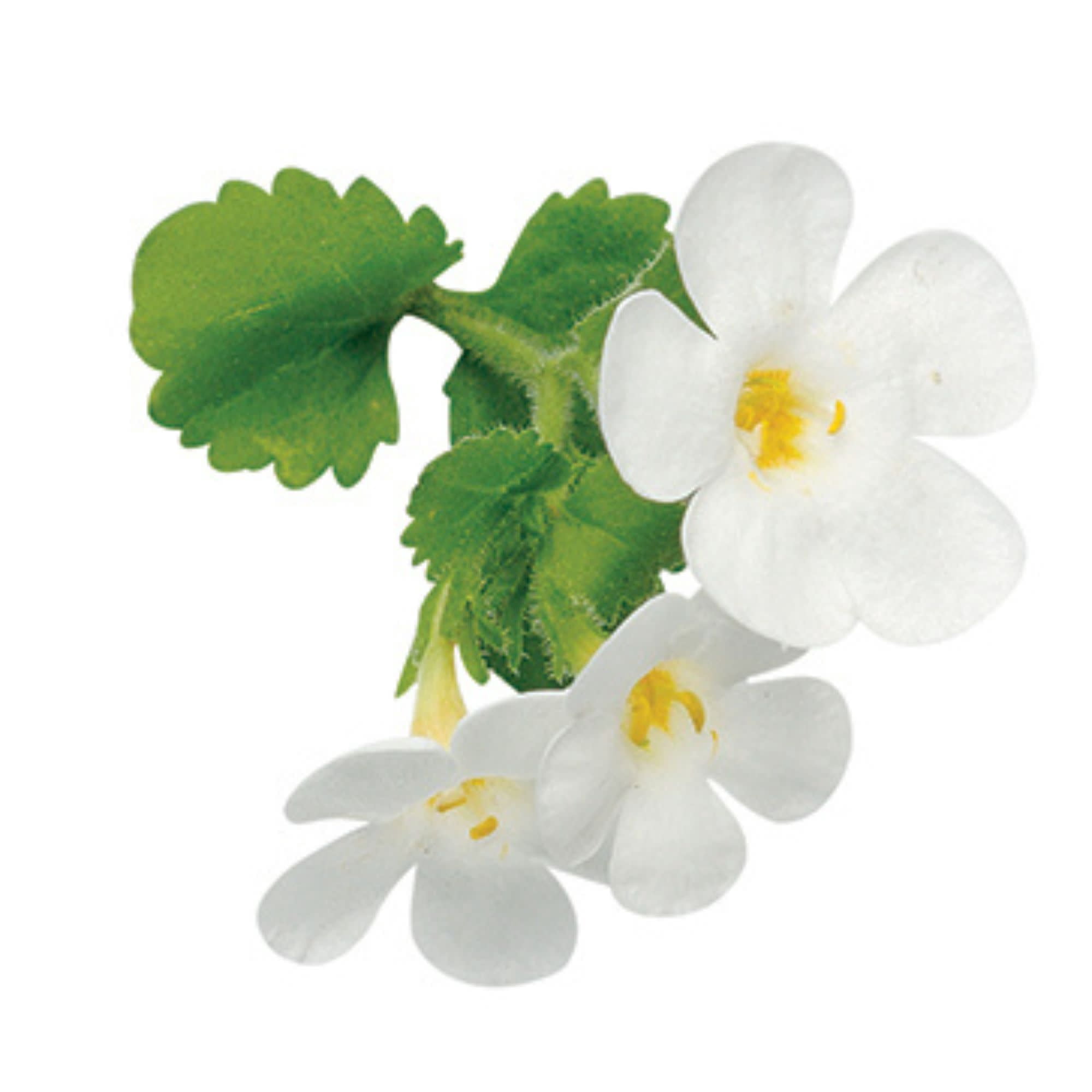 Proven Winners 4" White Snowstorm Giant Snowflake Bacopa Live Plant in 4.25" Pot (4 Count)