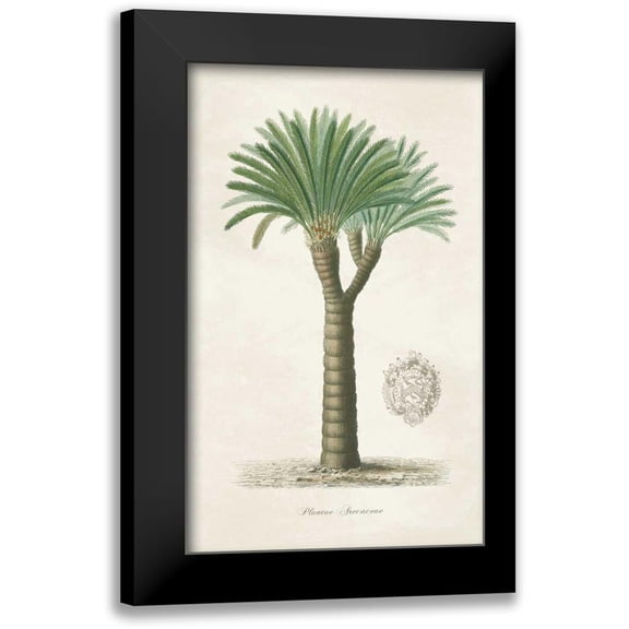 Wild Apple Portfolio 10x14 Black Modern Framed Museum Art Print Titled - Palm Tree Cycas Crest