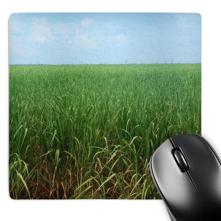 3dRose  Sugar Cane  MousePad price history on PriceWatchPro