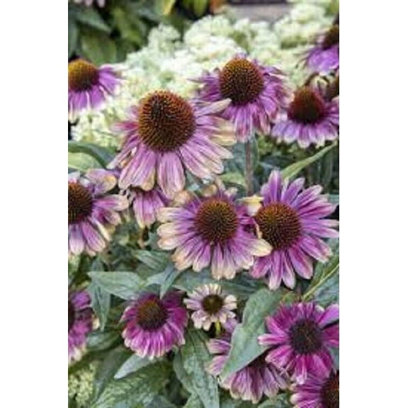 Sweet Sandia Coneflower Seeds, 50 Count, Echinacea Perennial Flower Seeds, US Seller