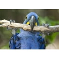 thumbnail image 2 of Hyacinth Macaw Playing Tree Wall Mural by Wallmonkeys Peel and Stick Graphic (48 in W x 33 in H) WM262843, 2 of 4