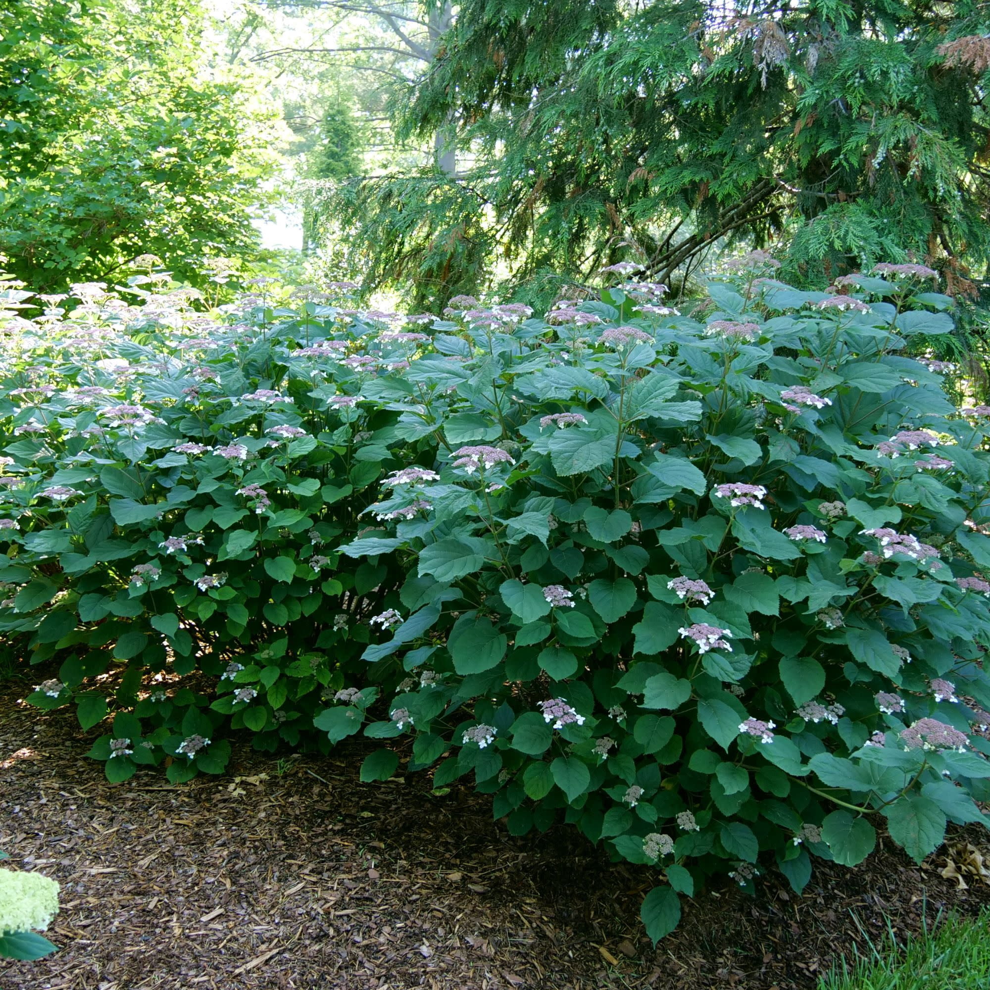 Proven Winners ColorChoice 5" Purple Invincibelle Lace Smooth Hydrangea Live Plant in 4.5" Pot (4 Count)