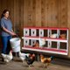 thumbnail image 4 of Historyli Nido para gallinas,de metal,con 10 compartimentos,para gallinero,fácil de recoger y limpiar,duradero,verde,sin patas,color rojo., 4 of 6