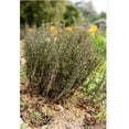 thumbnail image 3 of French Thyme Certified Organic Herb 3.5 inch pot, 3 of 5