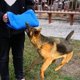 thumbnail image 4 of Entrenador de Mordedura de Perro profesion, Juguetes de tirarere Y Afloja para Morder, Equipo de Agilidad para, 4 of 9