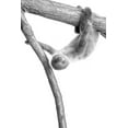thumbnail image 2 of Allen, Kimberly 23x32 White Modern Wood Framed Museum Art Print Titled - Baby Sloth 1, 2 of 4