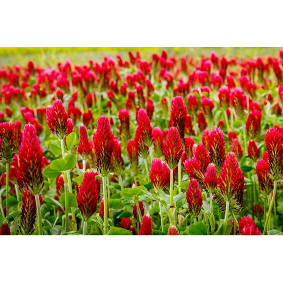 3000 CRIMSON CLOVER (Carnation, French, or Italian Clover) Trifolium Incarnatum Flower Seeds