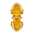 thumbnail image 3 of Modelo De Dientes Dentales, Modelo Patológico Dental Estructura Clara Modelo De Exhibición De Dientes Educativos Amarillo Transparente, 3 of 5