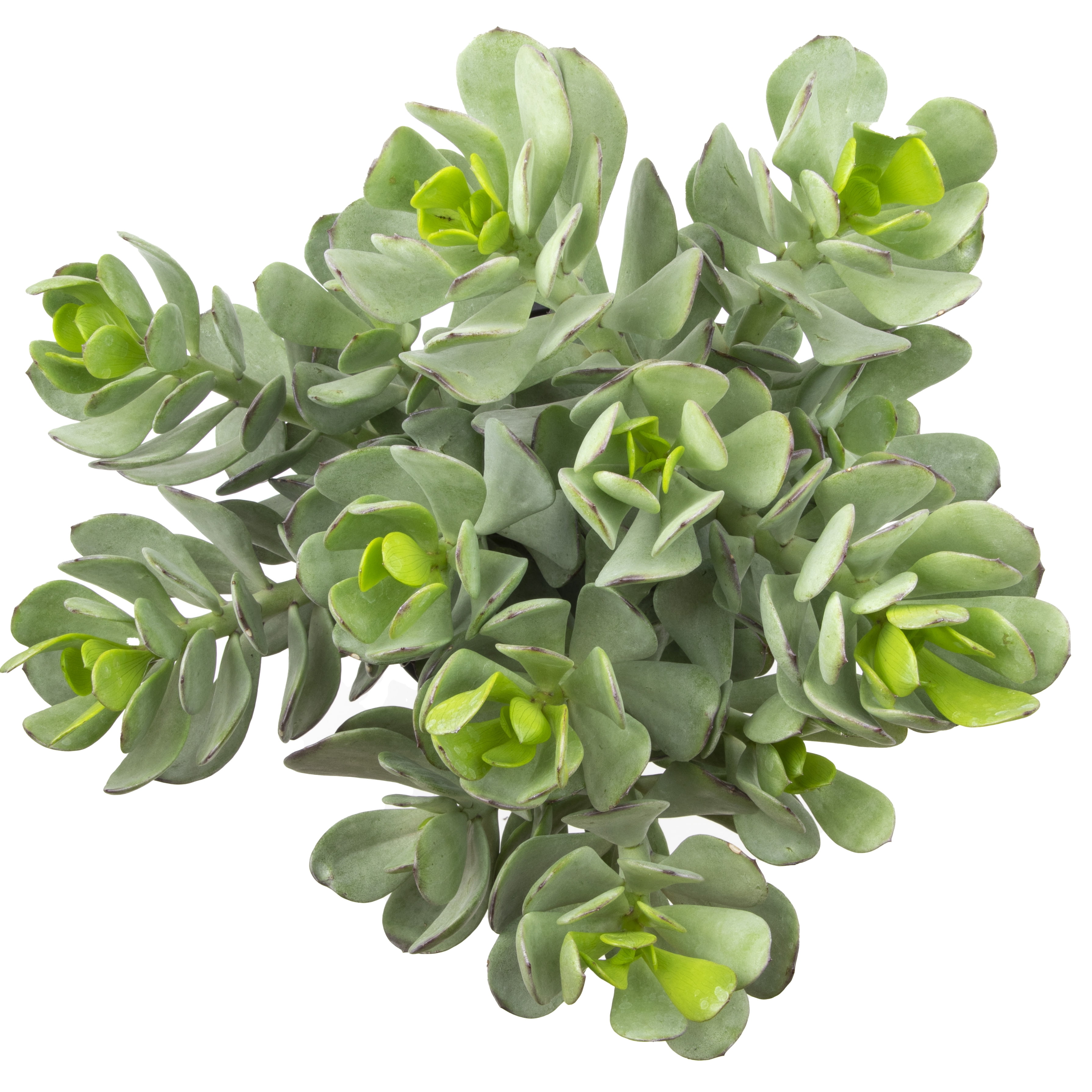 Element by Altman Plants Senecio Amanensis, Easy Succulent; 1 gal Grower Pot; Full Sun