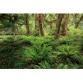 thumbnail image 2 of Jones, Adam 24x17 Black Ornate Wood Framed with Double Matting Museum Art Print Titled - Ferns and Big Leaf Maple tree draped with Club Moss-Hoh Rainforest-Olympic National Park, 2 of 4