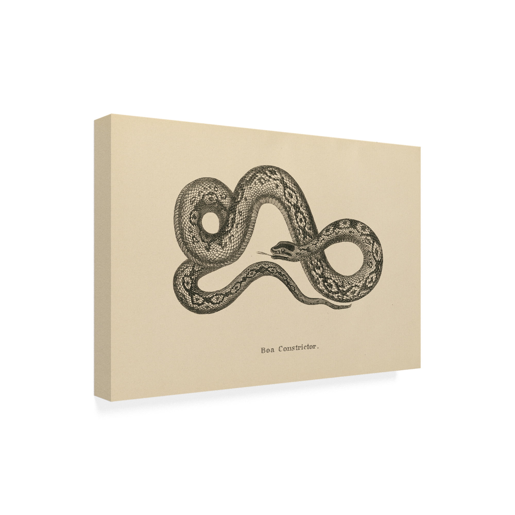 Trademark Fine Art 'Vintage Boa Constrictor' Canvas Art by Wild Apple Portfolio