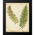 thumbnail image 2 of Heath, Francis G. 20x24 Black Modern Framed Museum Art Print Titled - Fern Portfolio III, 2 of 5