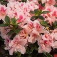thumbnail image 5 of Encore Azalea Autumn Belle (1 Gallon) Pink Flowering Shrub - Full Sun Live Outdoor Plant, 5 of 10