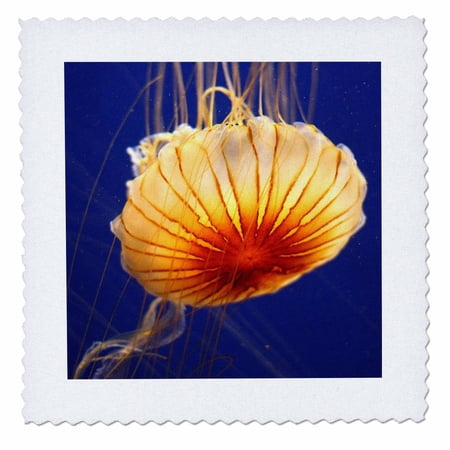 3dRose, Jellyfish Closeup In Water, 10x10 inch quilt square