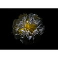 thumbnail image 3 of Carson, Brian 24x18 Black Modern Framed Museum Art Print Titled - Backyard Flowers 25, 3 of 5