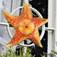 thumbnail image 2 of Decoración de pared de , 12 pulgadas, arte decorativo en el , pya para pis, decoración de Nad para el hogar al Sunnimix Colgante de pared de estrella de mar, 2 of 8