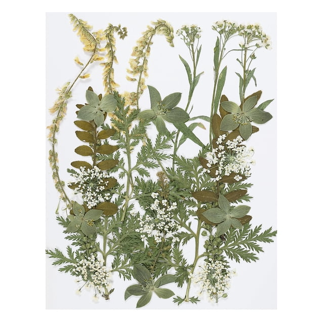 Uxcell Flores Secas Prensadas Flores Naturales Hojas Flores Prensadas Reales Serie Verde