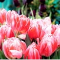 thumbnail image 3 of Easy to Grow Tulip Foxtrot 10 Plant Bulbs Double Group, Spring Zones 3-8, 3 of 6