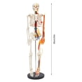 thumbnail image 3 of 34 inch Human Skeleton Model Model Skeleton Anatomical Human Anatomy Medical Stand for Teaching, 3 of 19