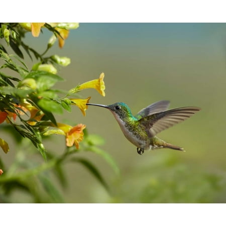 Andean Emerald Hummingbird Feeling On Yellow Flower Ecuador Poster Print By Tim Fitzharris Walmart Com Walmart Com