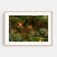 thumbnail image 2 of Berry Nice - Photography Botanical Nature Fruit Garden Forest Woodland Autumn Unframed Wall Art Print 4 x 6 inches, 2 of 7
