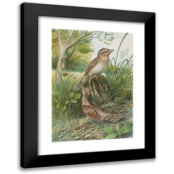 Johann Friedrich Naumann 11x14 Black Modern Framed Museum Art Print Titled - Jynx Torf