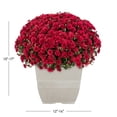 thumbnail image 3 of Expert Gardener 1Gal Red Garden Chrysanthemum Plant Decorative Square Pot Sun, 3 of 9