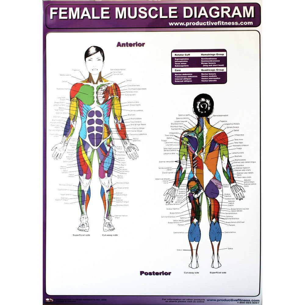 Details about   Productive Fitness Exercise Poster Series Muscle Diagrams Male & Female 