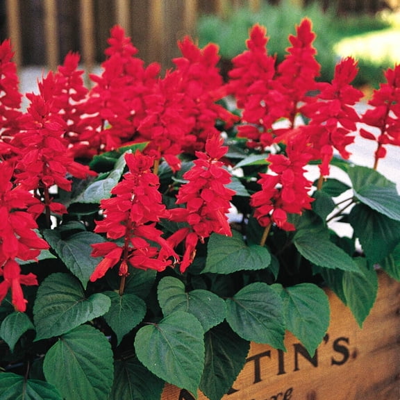 Red Salvia Flower Seeds, 50 Count, Perennial Hummingbird & Pollinator Garden Seeds