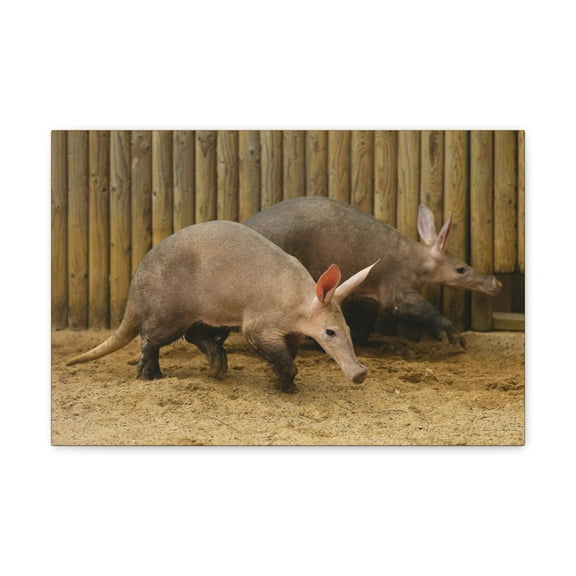 Funny Aardvark Silly Aardvark Couple Wall Art Ready to Hang Unframed