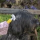 thumbnail image 3 of Cabezal de cepillo para perro Pet To Bed, 3 of 3