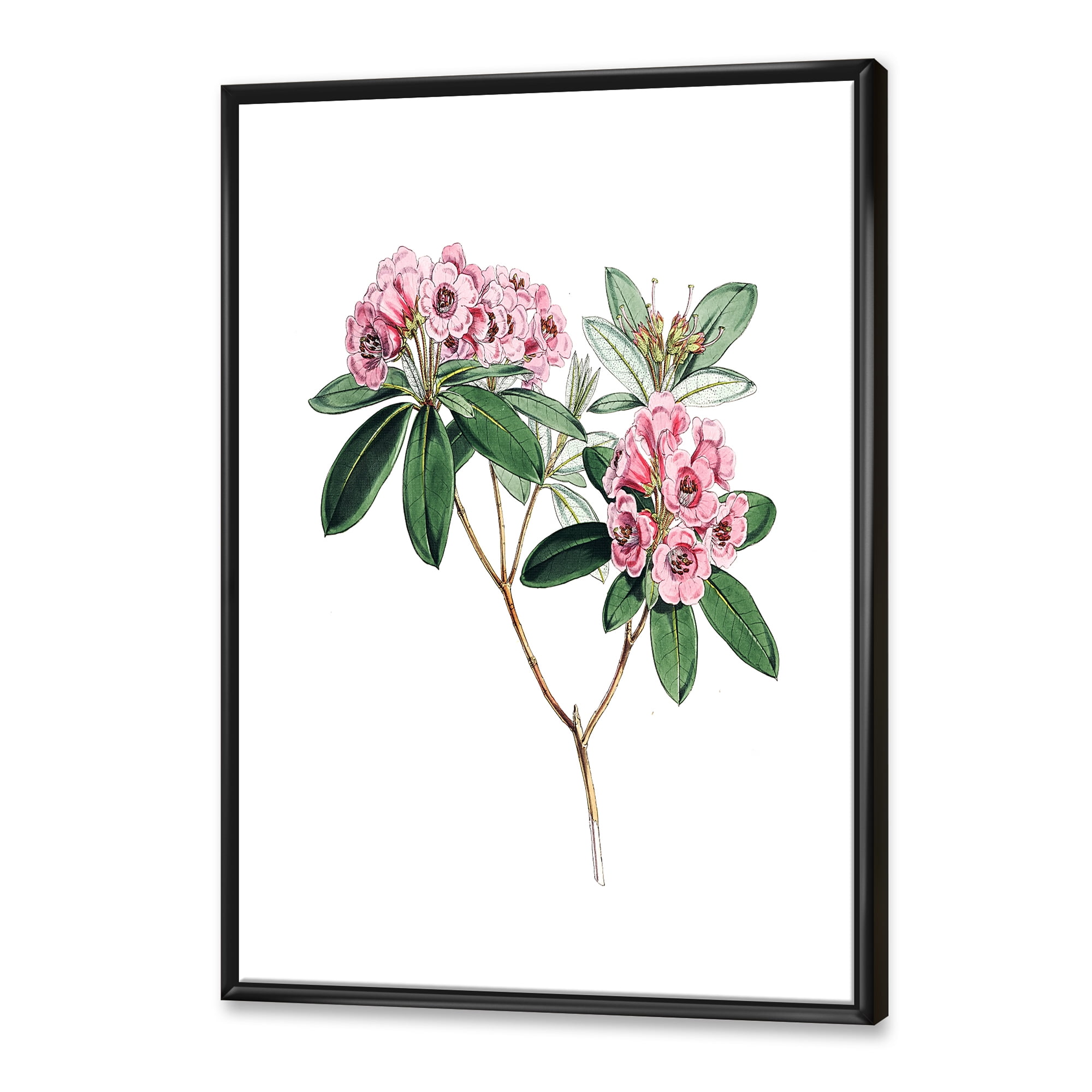 Designart 'Ancient American Flora II' Traditional Framed Canvas Wall Art Print