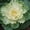 White, variant on Dynasty Series Osaka Flowering Cabbage Garden Seed - White - 1000 Seeds - Non-GMO Vegetable Gardening Seeds - Brassica oleracea