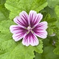 thumbnail image 3 of Direct Gardening Zebrina Malva 1 Gallon Purple Flowering Perennial Plant, 3 of 6